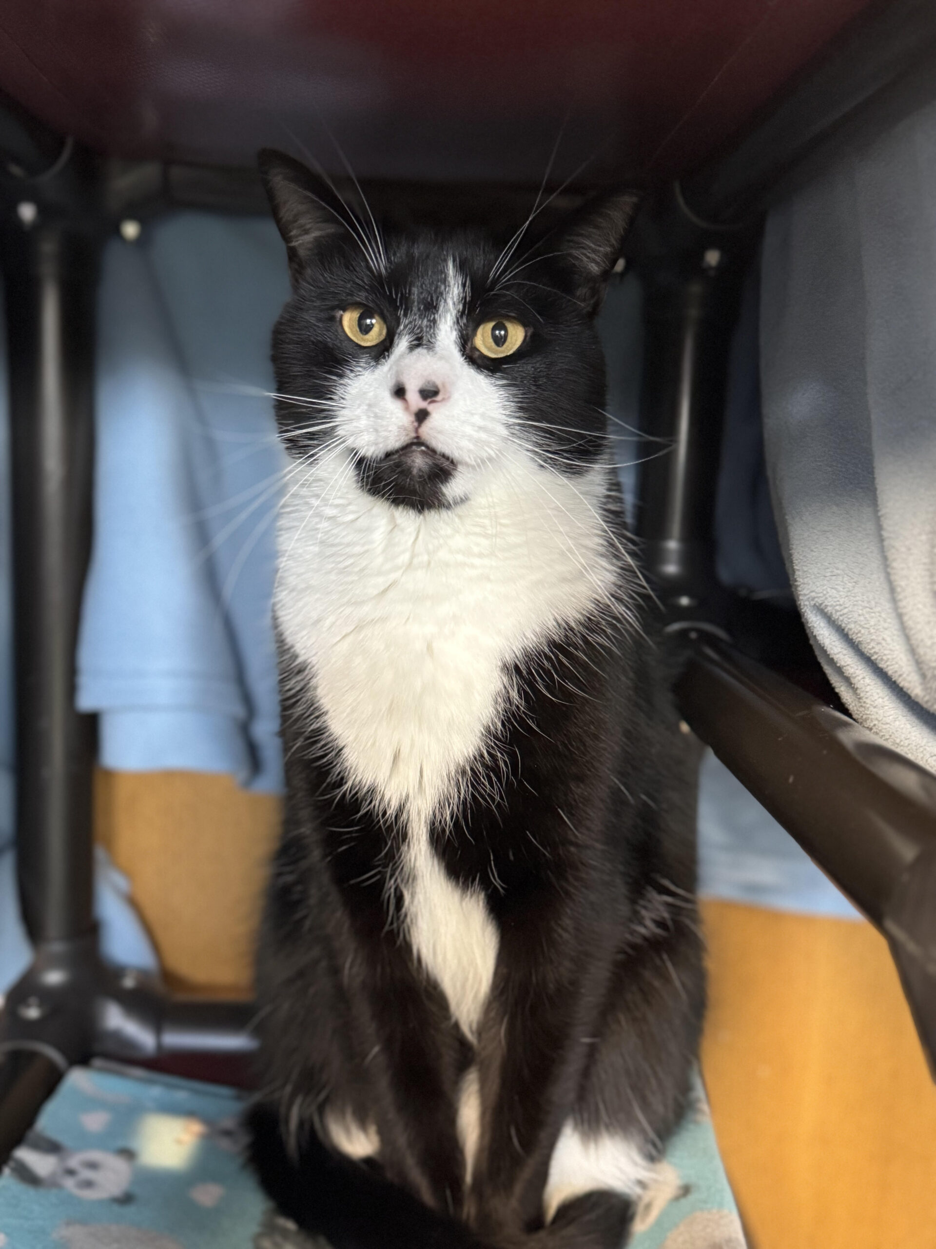 Abraham Is CCHS Pet Of Week News, Sports, Jobs Post Journal